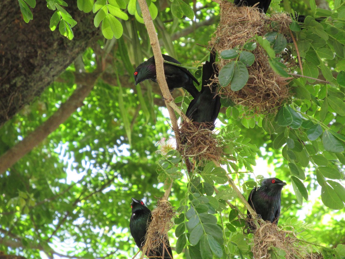 špaček lesklý - ML647572729