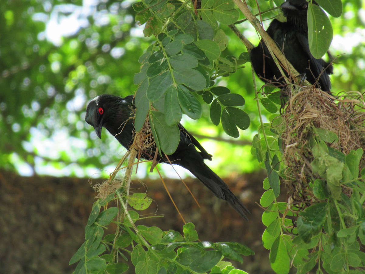 špaček lesklý - ML647572730