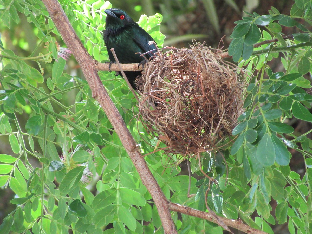 špaček lesklý - ML647572733