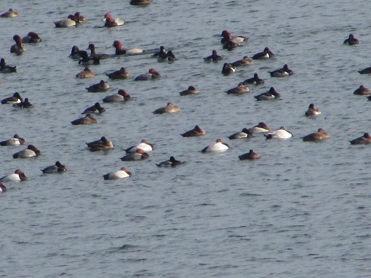 Porrón Americano - ML647572776