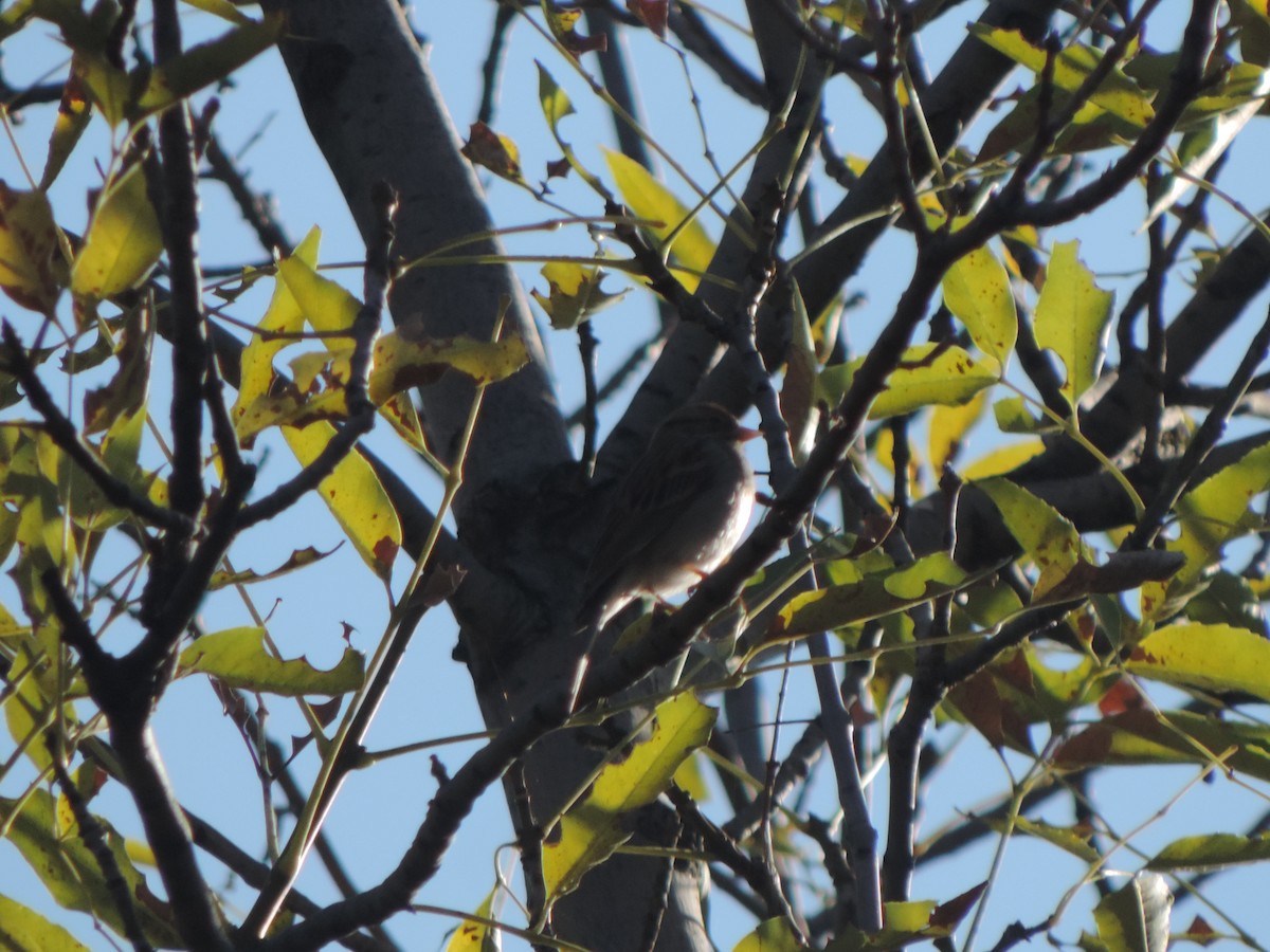 Chipping Sparrow - ML647572809