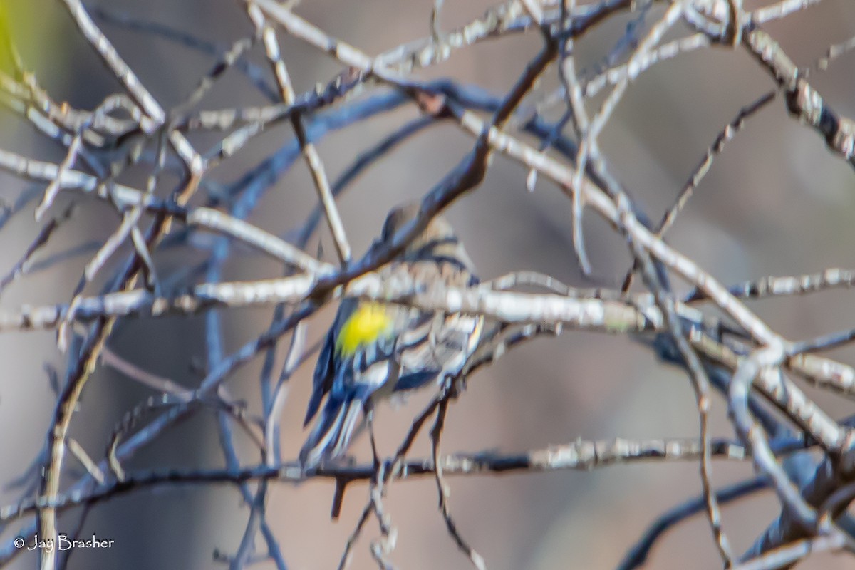 Yellow-rumped Warbler (Myrtle) - ML647572813