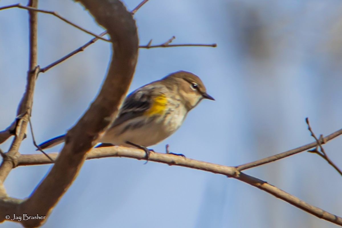Yellow-rumped Warbler (Myrtle) - ML647572814
