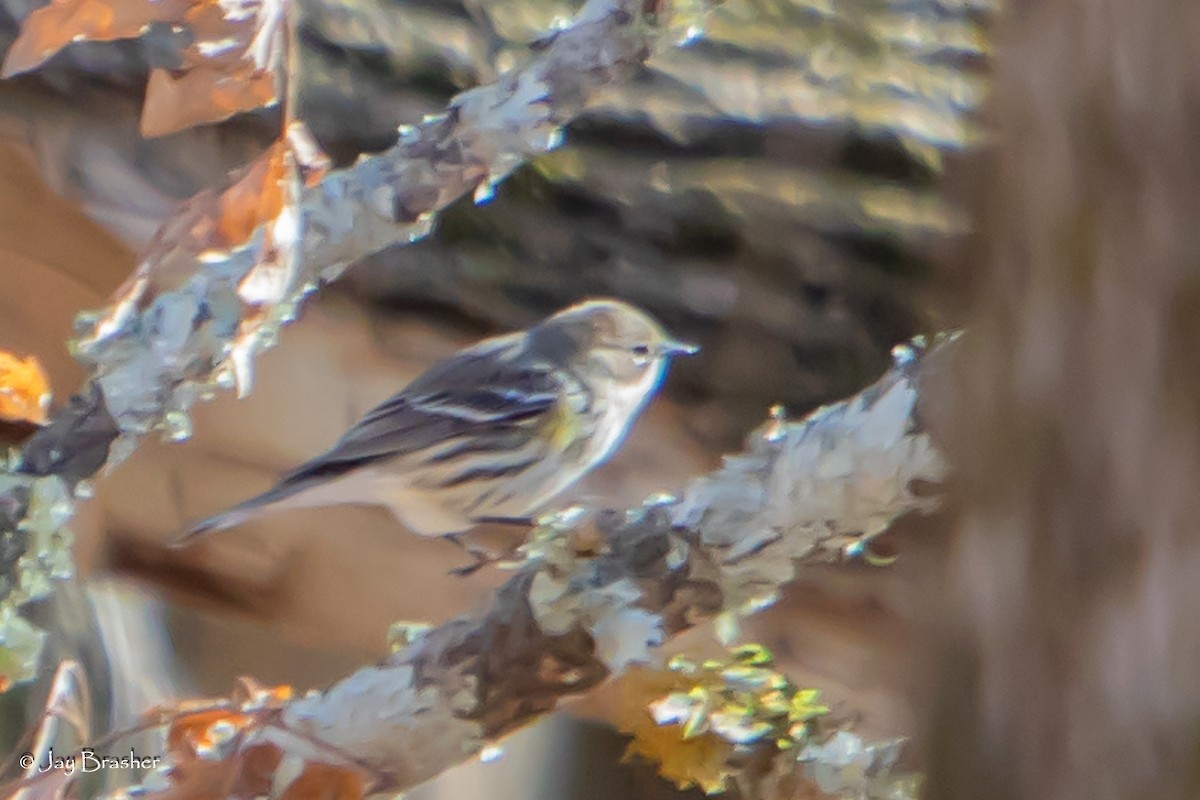 Yellow-rumped Warbler (Myrtle) - ML647572815