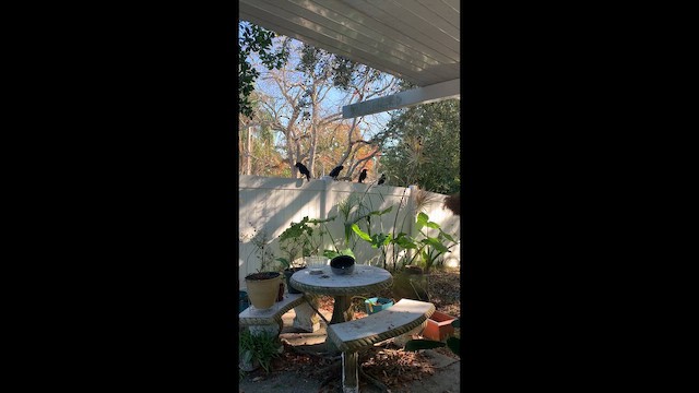 American Crow - ML647572817