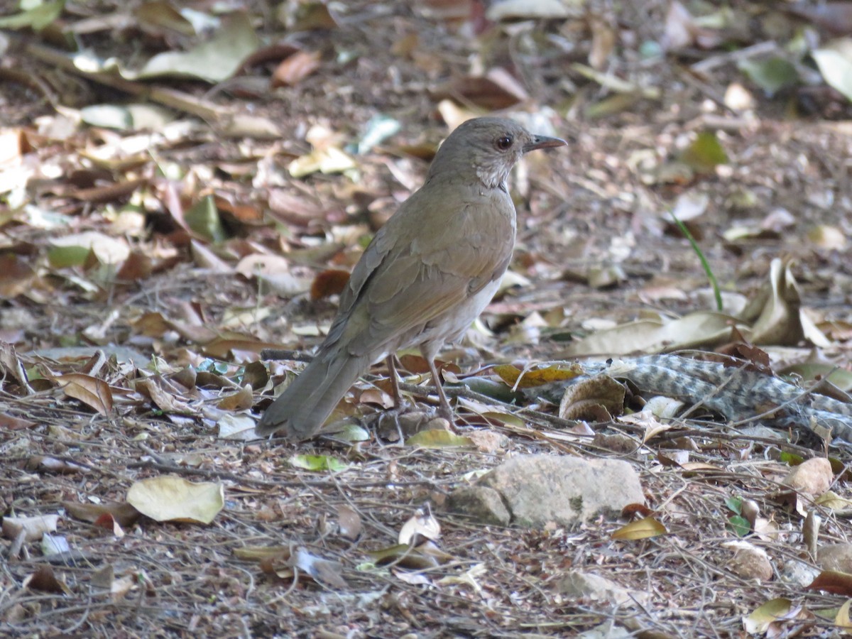 Pale-breasted Thrush - ML647572818
