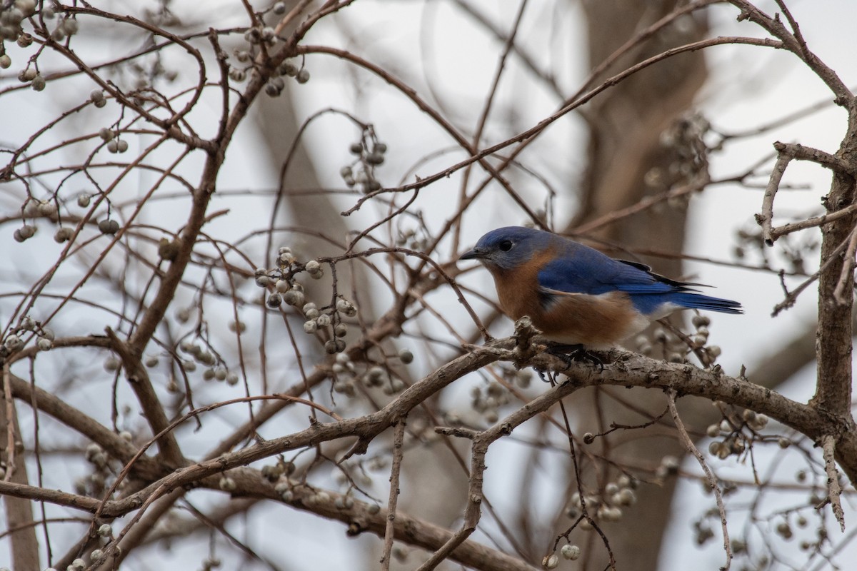 Eastern Bluebird - ML647572821