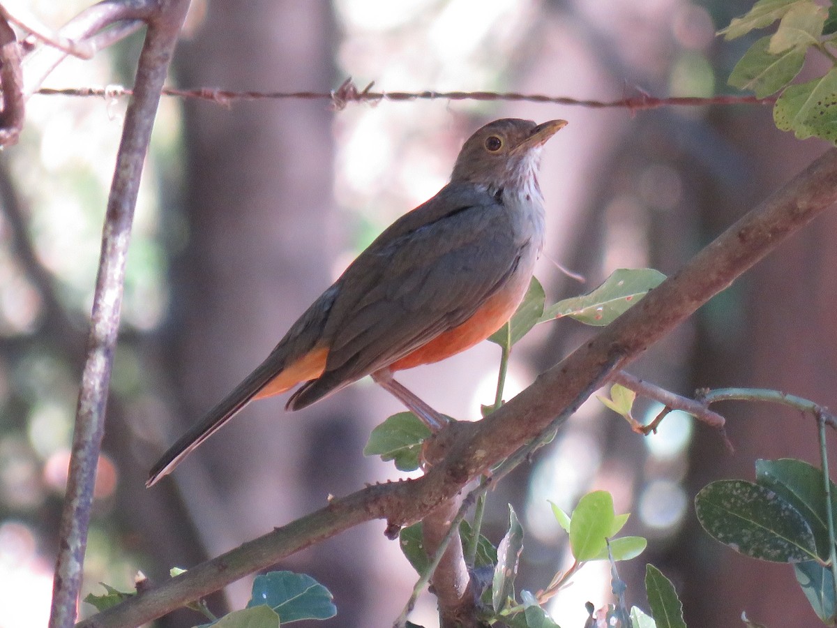 Rufous-bellied Thrush - ML647572824