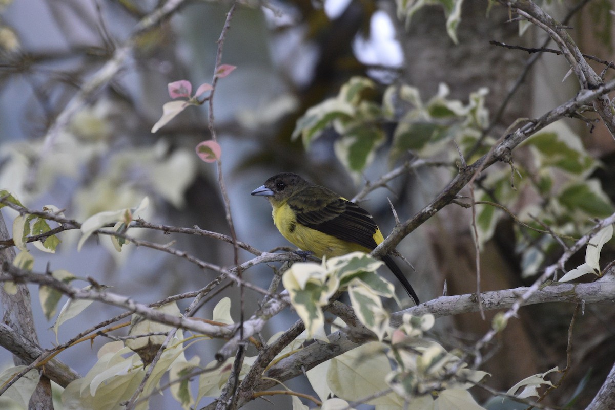 Flame-rumped Tanager - ML647572828