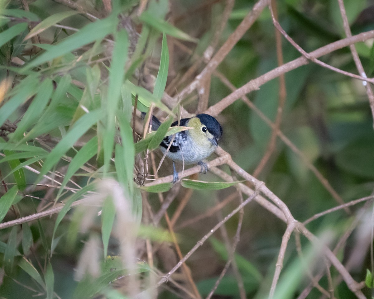 Barred Becard - ML647572829