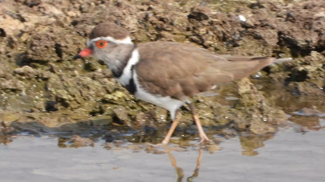 Chorlitejo Tricollar - ML647572830