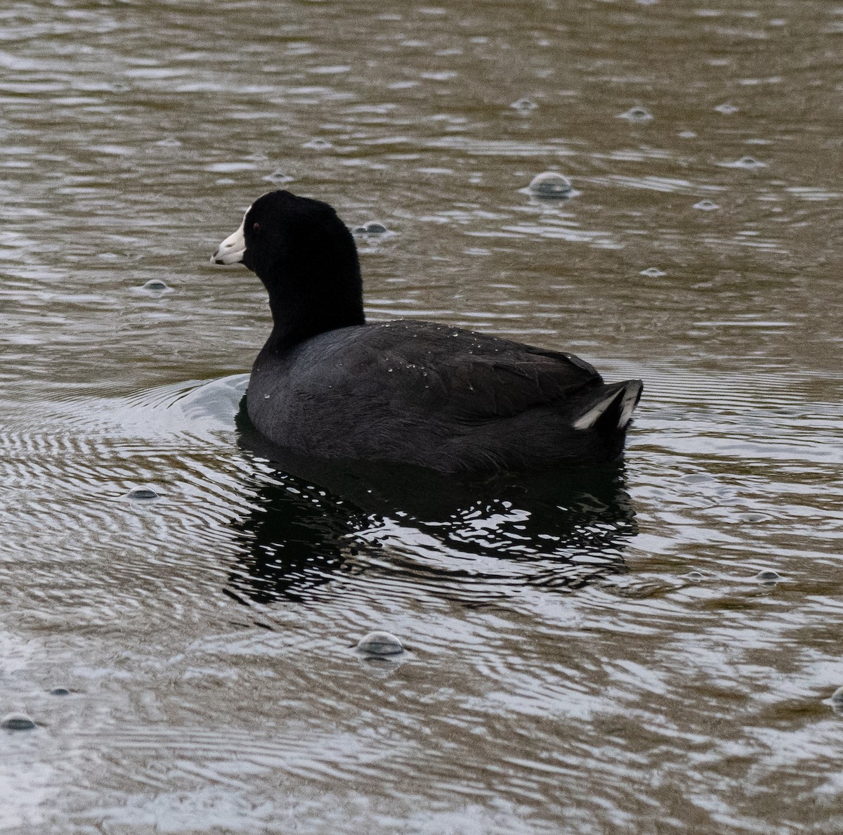 American Coot - ML647572831