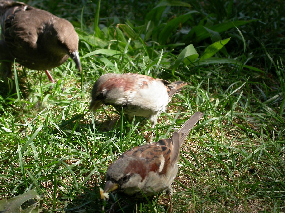 House Sparrow - ML647572832