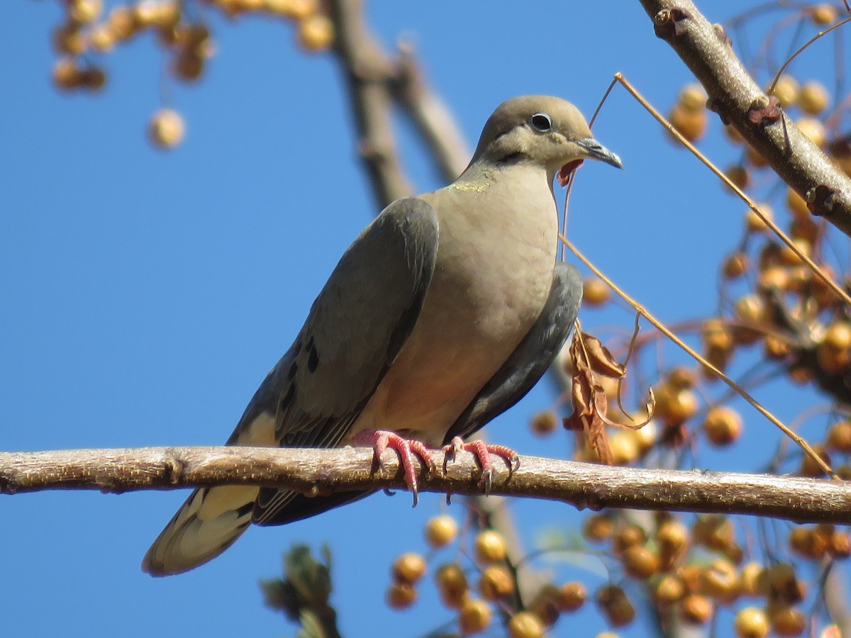 Eared Dove - ML647572833