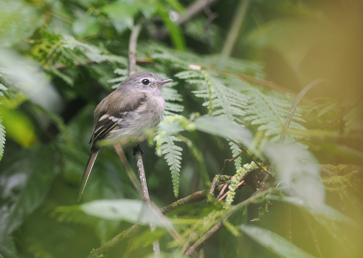 Mosquero Pechigrís - ML647572835
