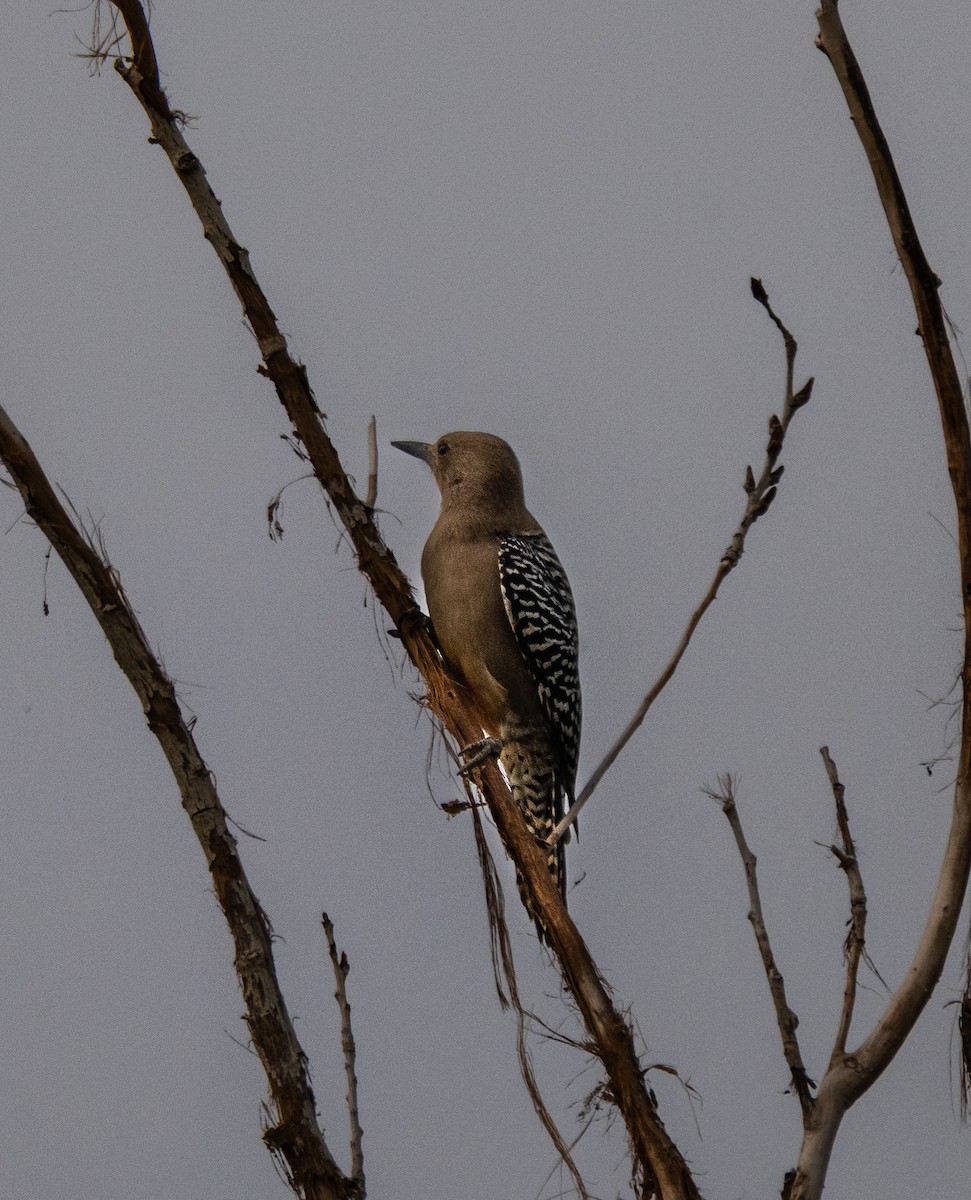 Gila Woodpecker - ML647572840