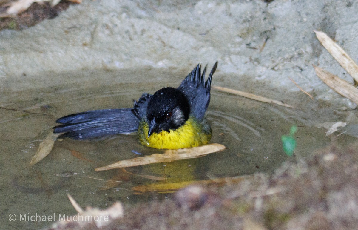 Santa Marta Brushfinch - ML647572841
