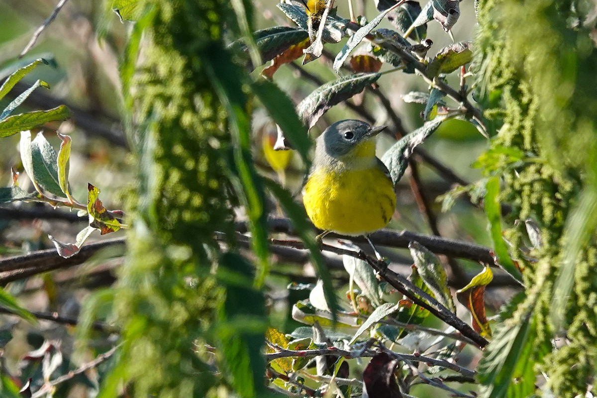 Magnolia Warbler - ML647572842