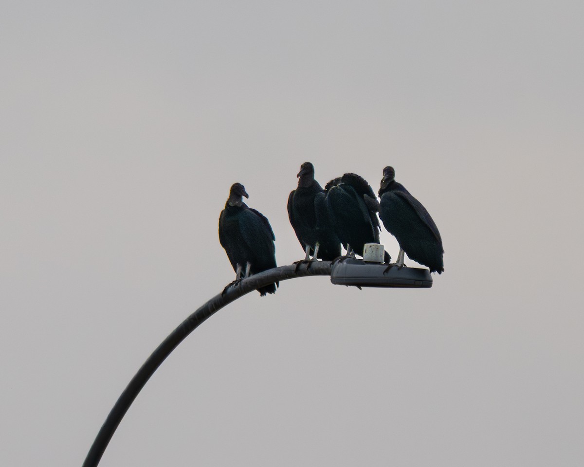 Black Vulture - ML647572844