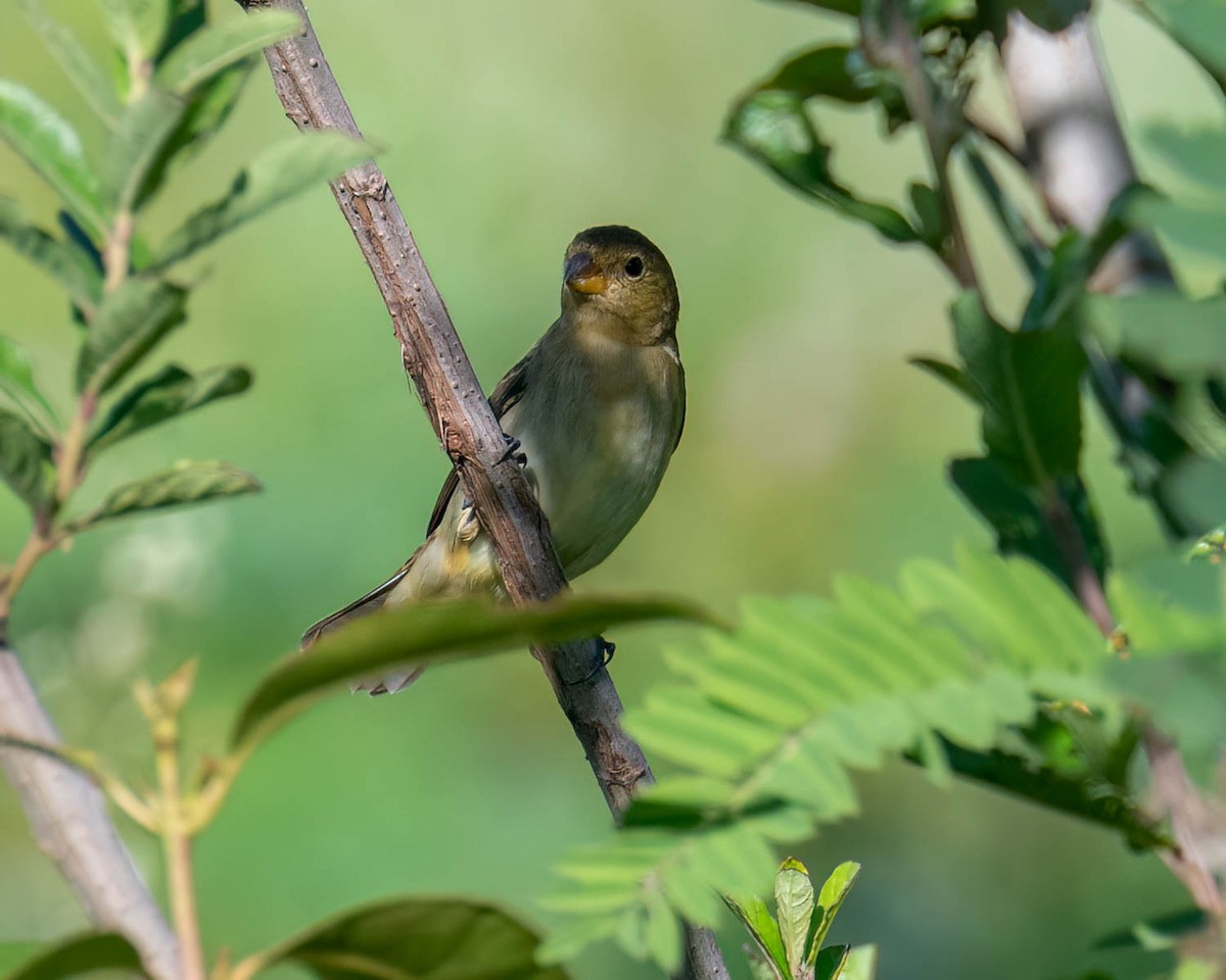 Sporophila sp. - ML647572845