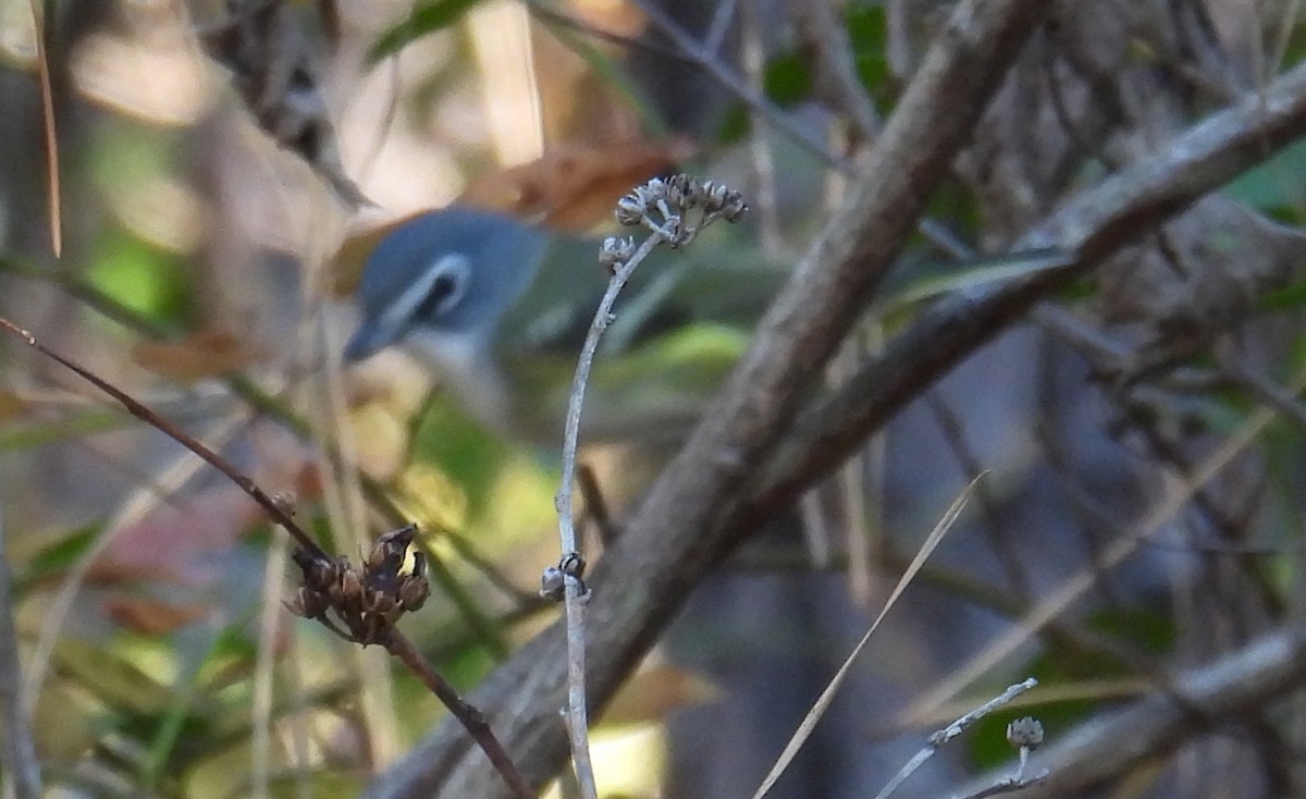 Blue-headed Vireo - ML647572848