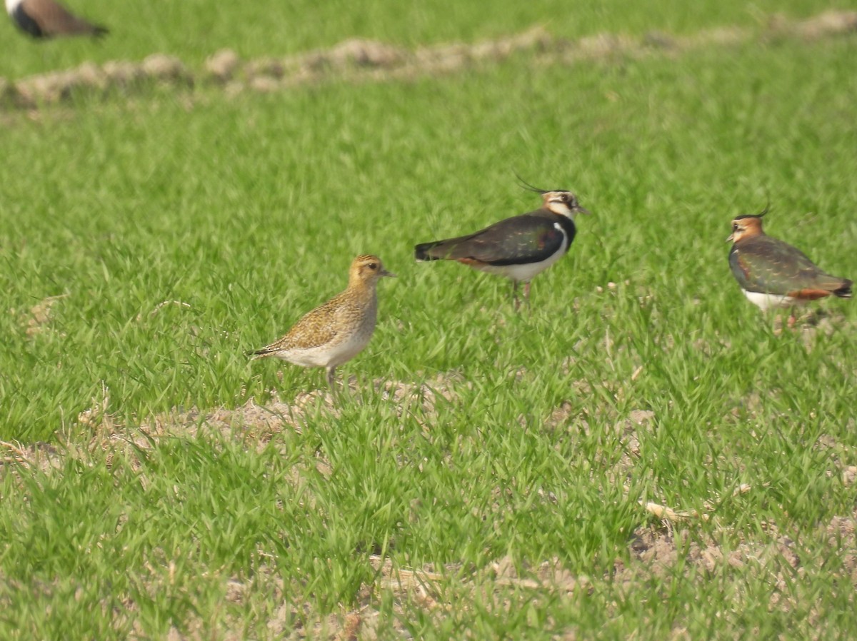 European Golden-Plover - ML647572849