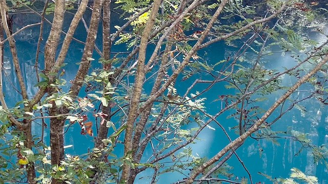 Goldcrest - ML647572850