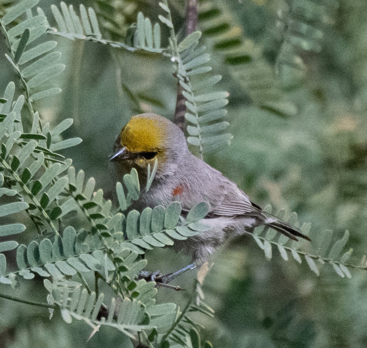 Verdin - ML647572851