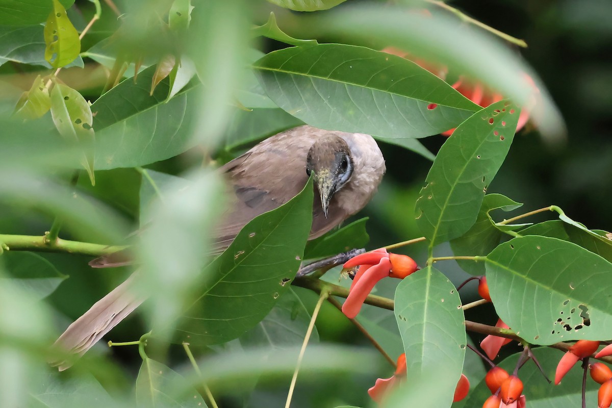 Little Friarbird - ML647572852