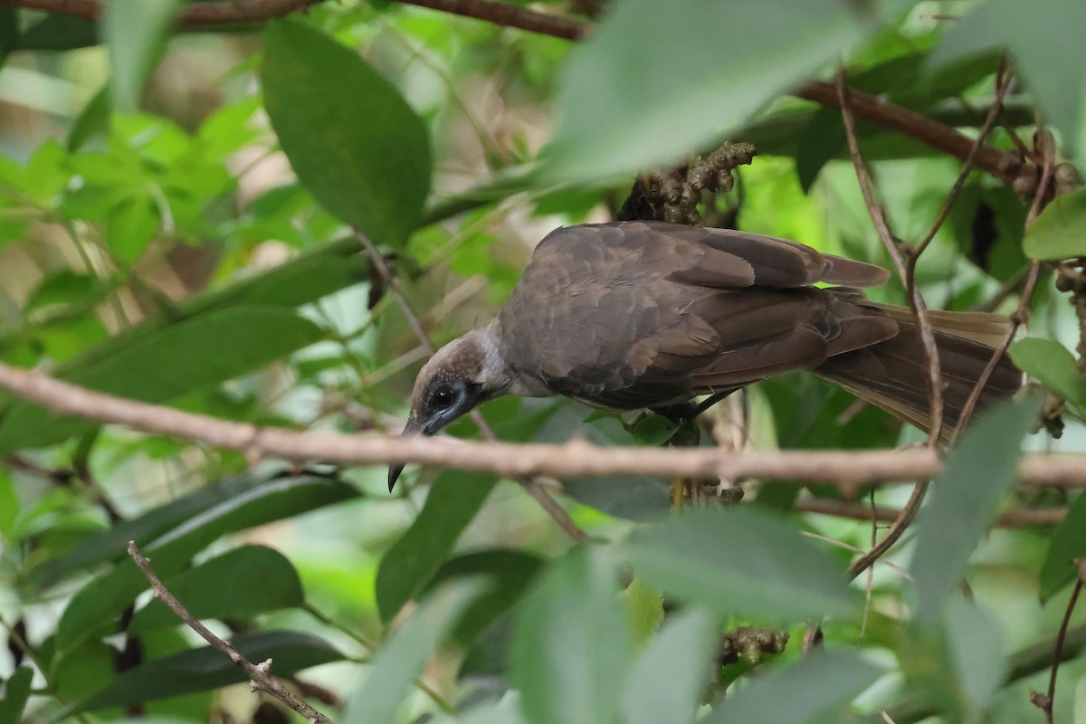 Little Friarbird - ML647572853