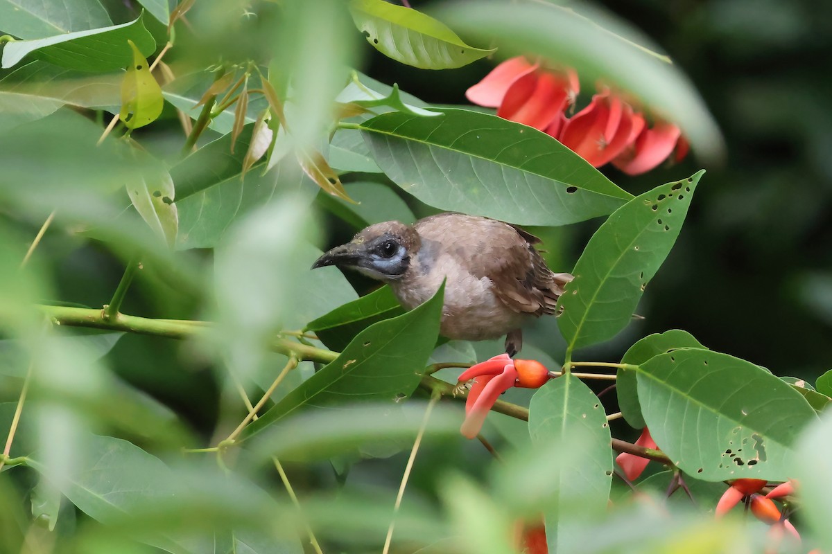 Little Friarbird - ML647572854