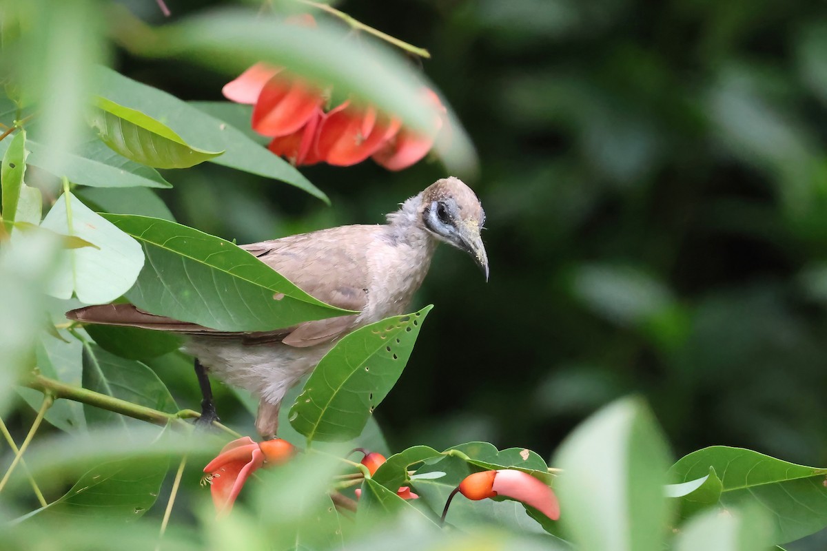 Little Friarbird - ML647572855