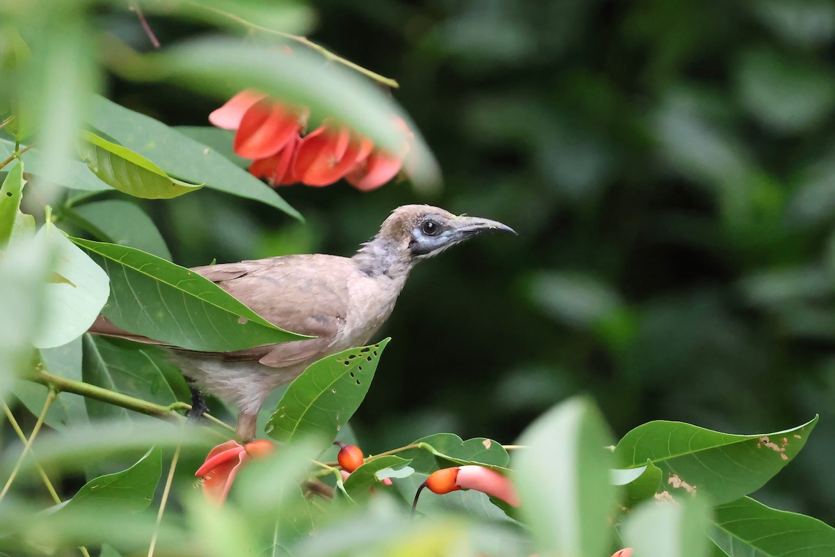 Little Friarbird - ML647572857