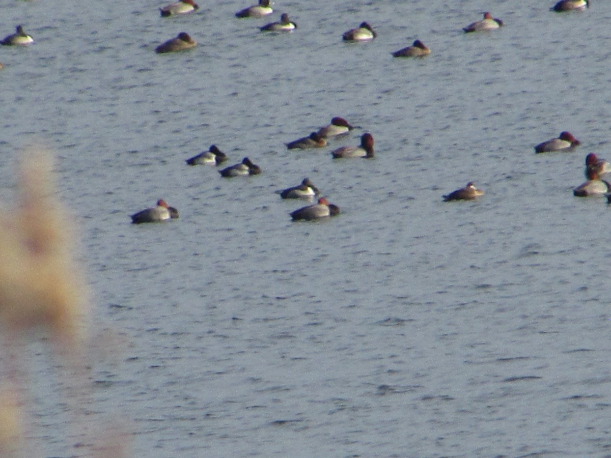 Porrón Americano - ML647572858