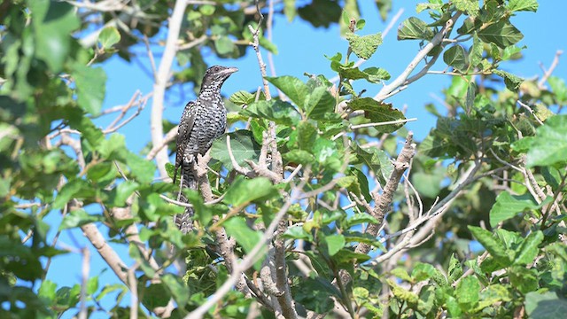 Asian Koel - ML647572860