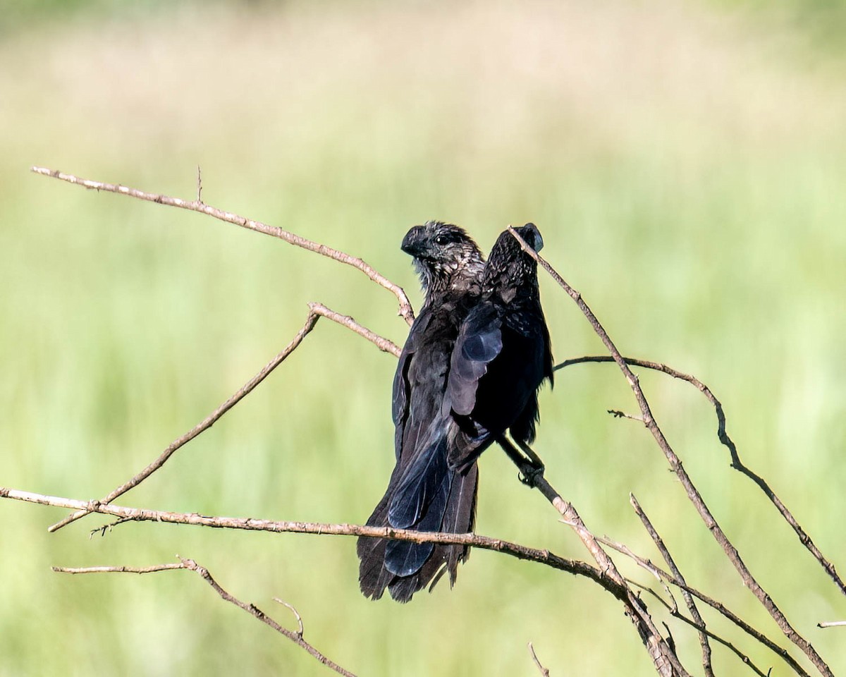 Smooth-billed Ani - ML647572861