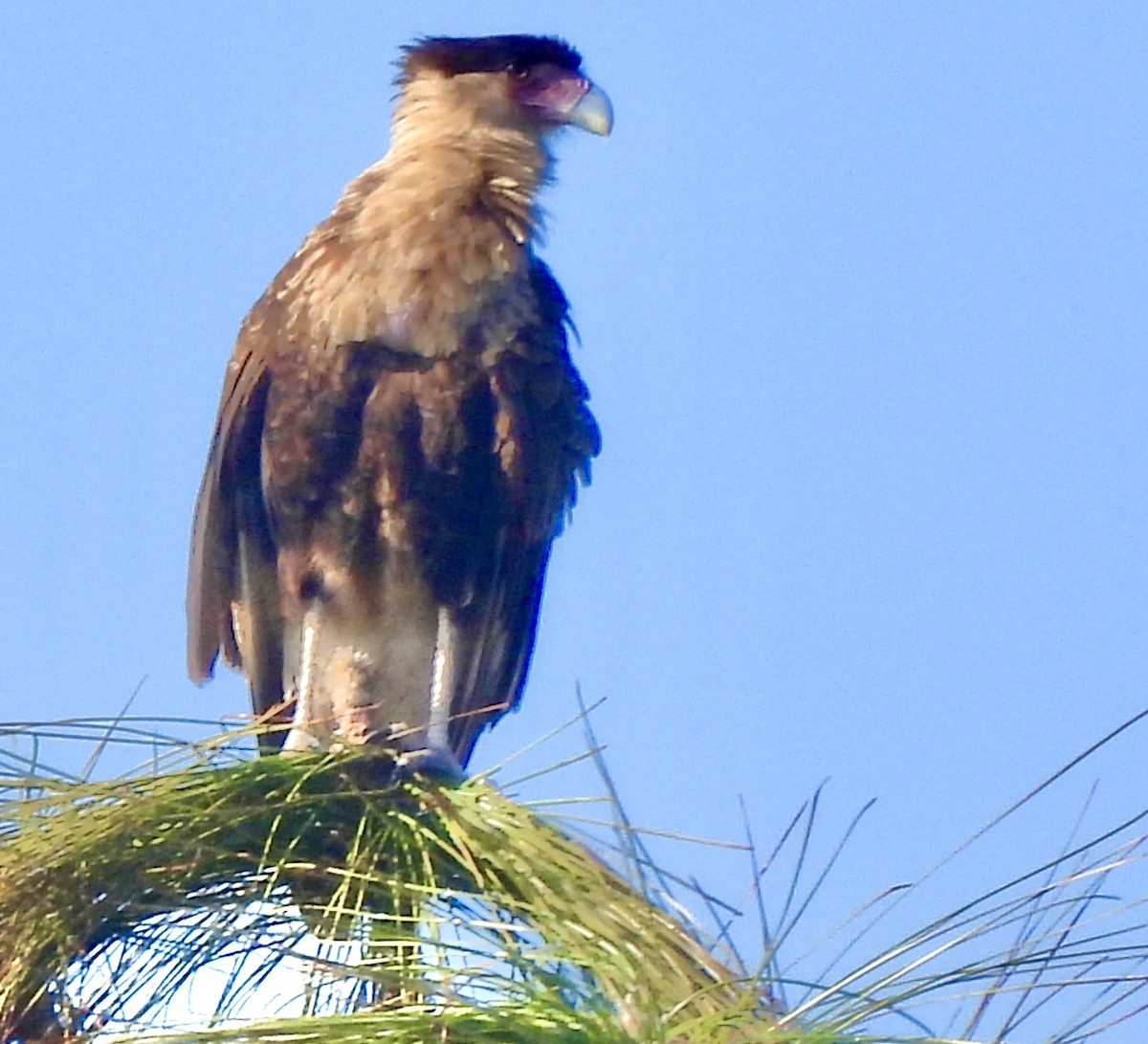 Crested Caracara (Northern) - ML647572879