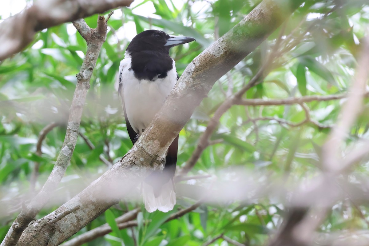 sangslakterfugl - ML647572928