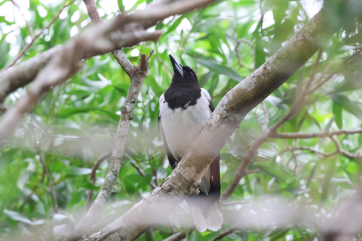 sangslakterfugl - ML647572929