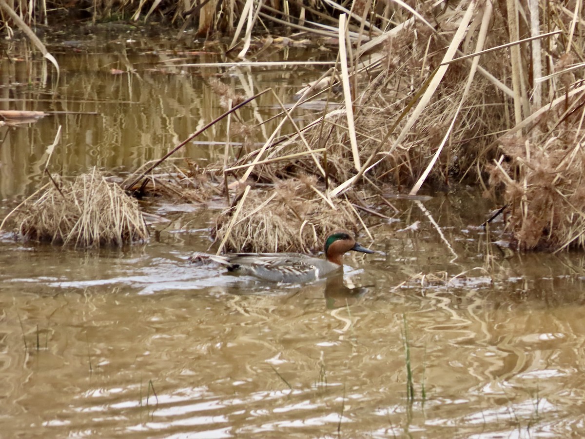 krikkand - ML647572936