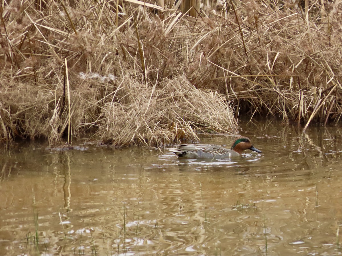 krikkand - ML647572937