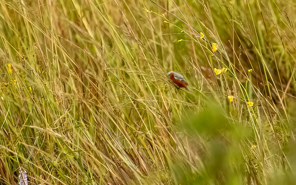 Rufous-rumped Seedeater - ML647572939