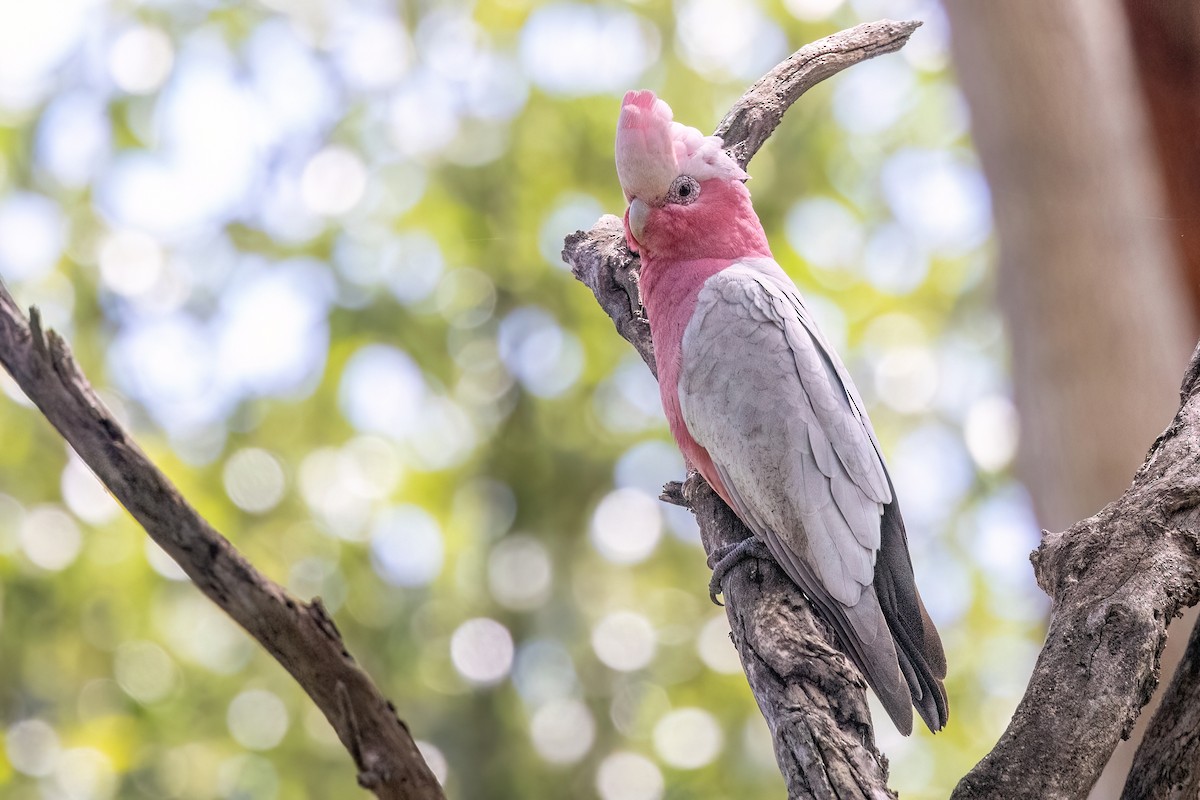 rosenkakadu - ML647572940