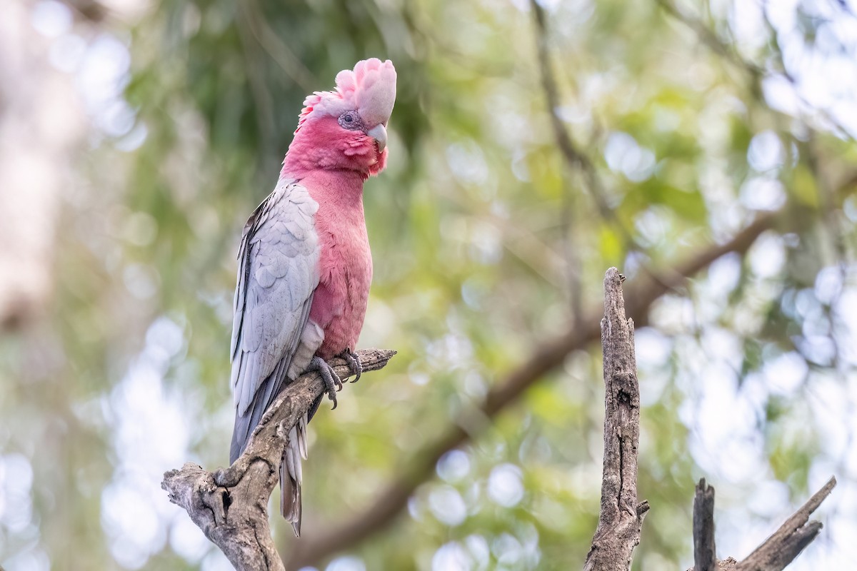 rosenkakadu - ML647572941