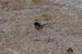 rødsidetovi - ML647572947