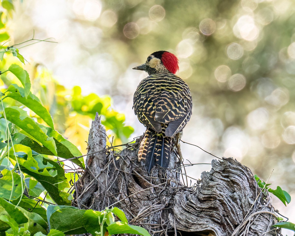 caatingaspett - ML647572950