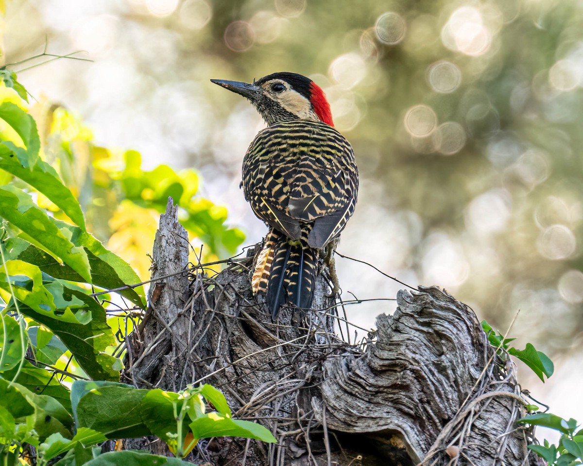 caatingaspett - ML647572951