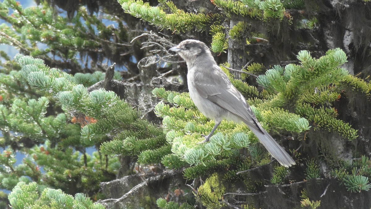 gråskrike - ML647572952