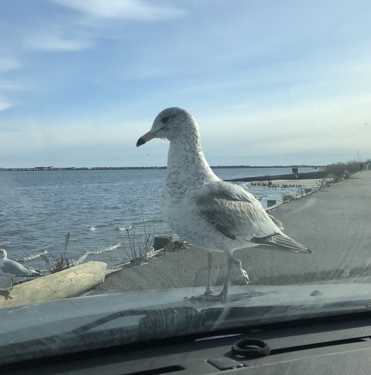 ringnebbmåke - ML647572953