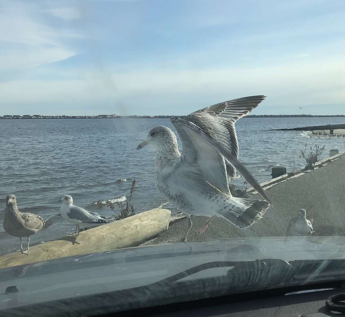 ringnebbmåke - ML647572954